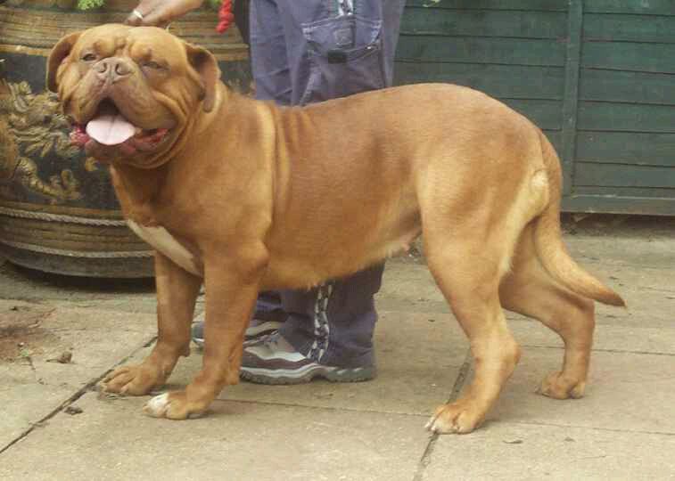 法国波尔?Dogue de Bordeaux)